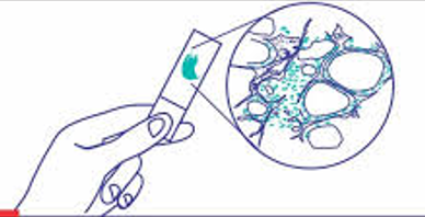 Histopathology
